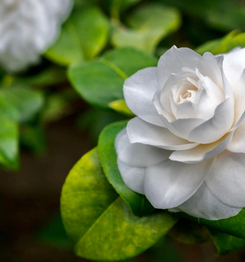 Temporada de Gardenias