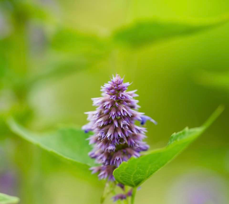 MENTA, fresca y natural