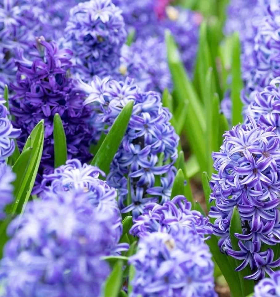 Ramilletes de flores estrelladas